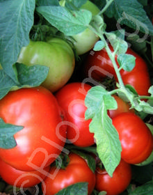 Solanum lycopersicum 'Early Girl'